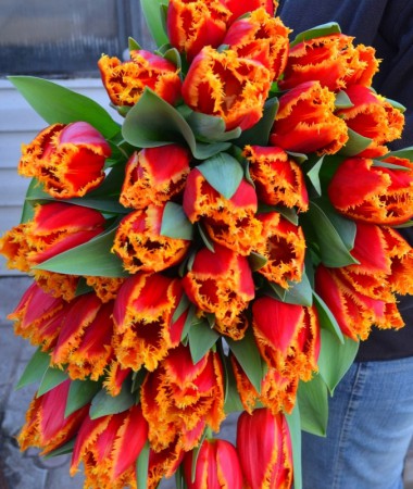 ЗАКОНЧИЛИСЬ! Fabio - очень красивый махровый тюльпан красного цвета с желтой бахромой от 40см